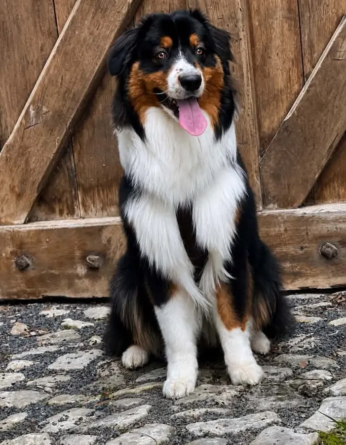 Jax, Australische herder, ingezonden door een lezer