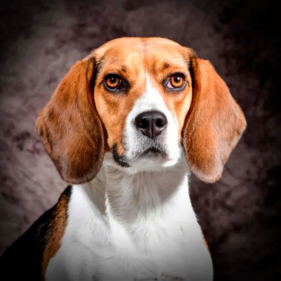 Zoë, beagle, ingezonden door een lezer