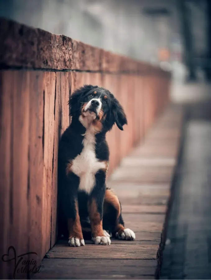 Suki, Berner sennenhond, ingezonden door een lezer