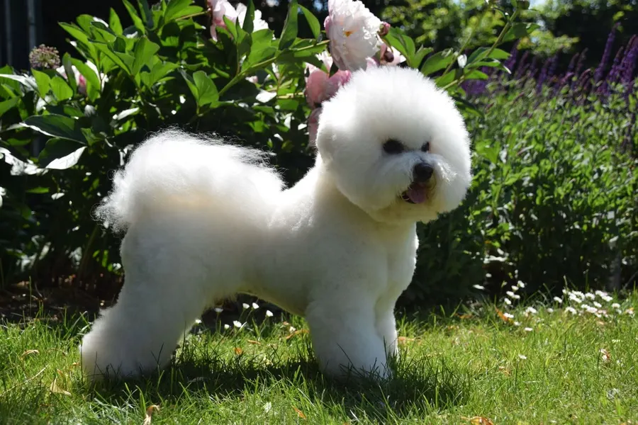 Dusty, bichon frisé, ingezonden door een lezer