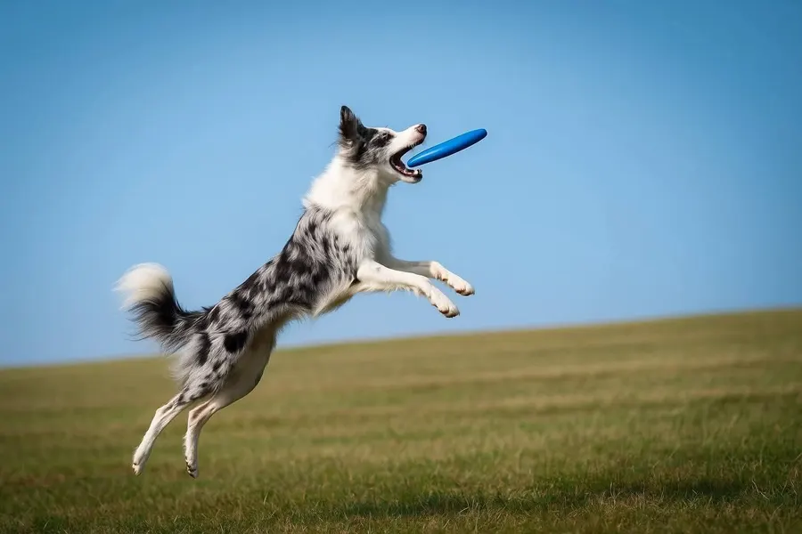 Blue, border collie, ingezonden door een lezer