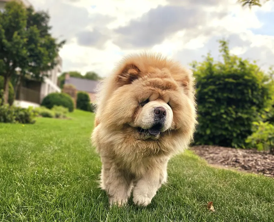 Balou, chow chow, ingezonden door een lezer