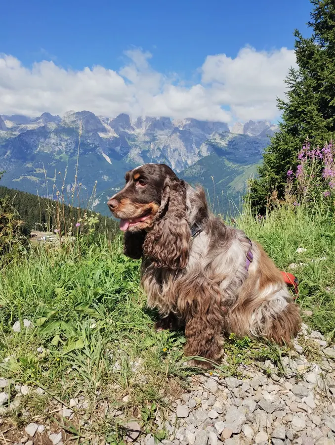Engelse cocker spaniel, ingezonden door een lezer