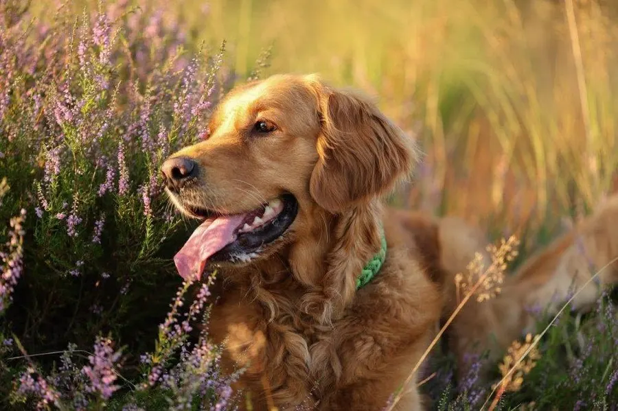 Balou, golden retriever, ingezonden door een lezer