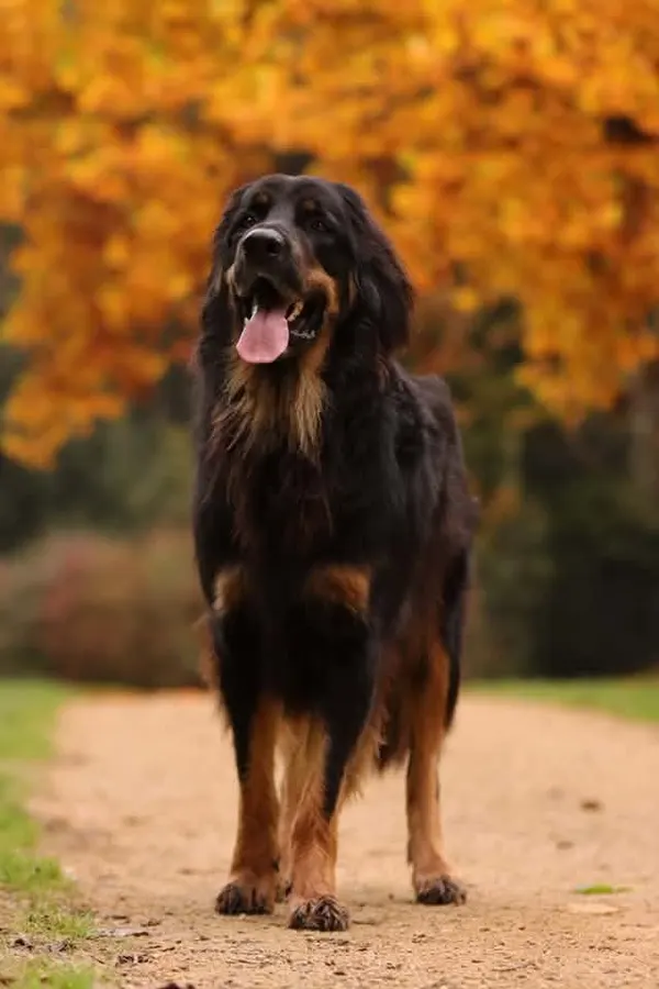 Jack, hovawart, ingezonden door een lezer