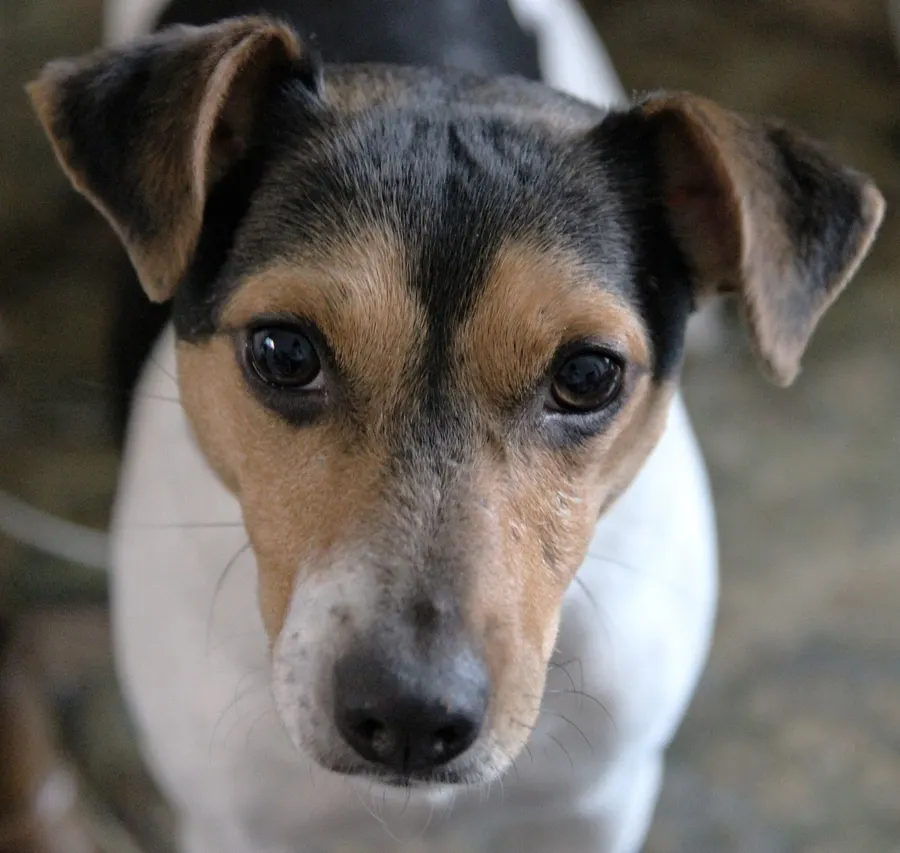 Napoleon, jack russell, ingezonden door een lezer