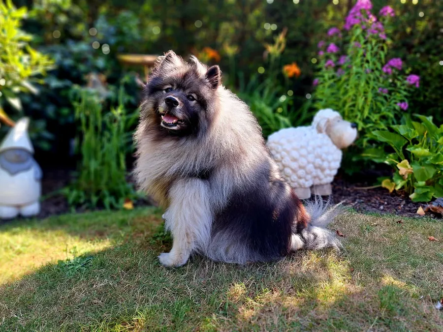 Bailey, keeshond, ingezonden door een lezer