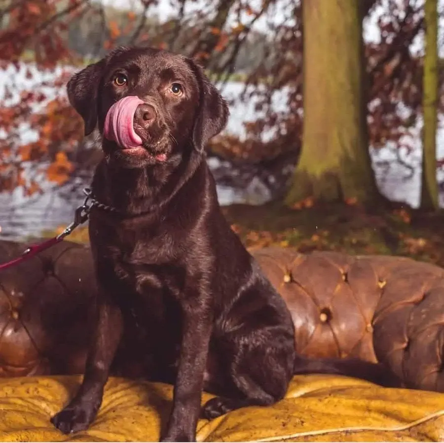 Beau, chocolade labrador, ingezonden door een lezer