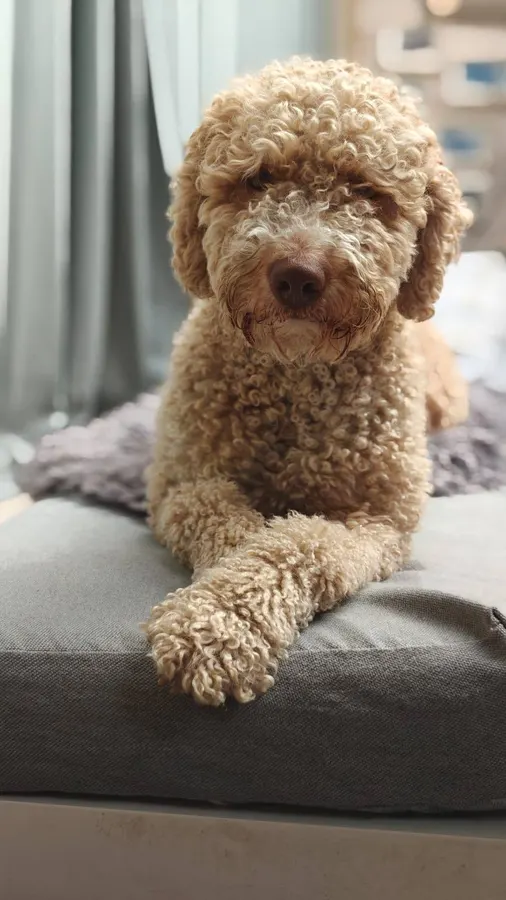 Ottie, lagotto romagnolo, ingezonden door een lezer