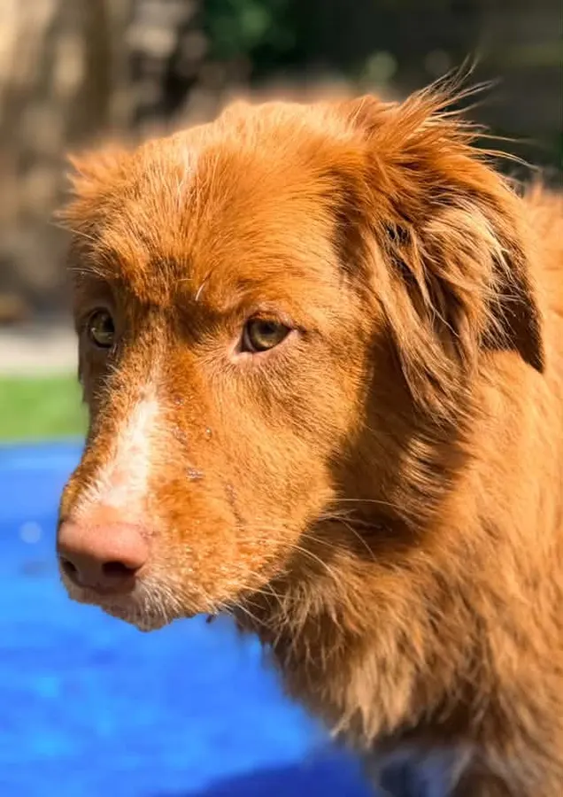 Jazzy, Nova Scotia duck tolling retriever, ingezonden door een lezer