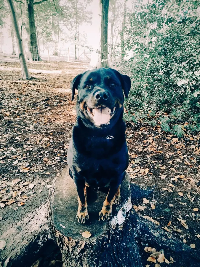 Nacho, rottweiler, ingezonden door een lezer