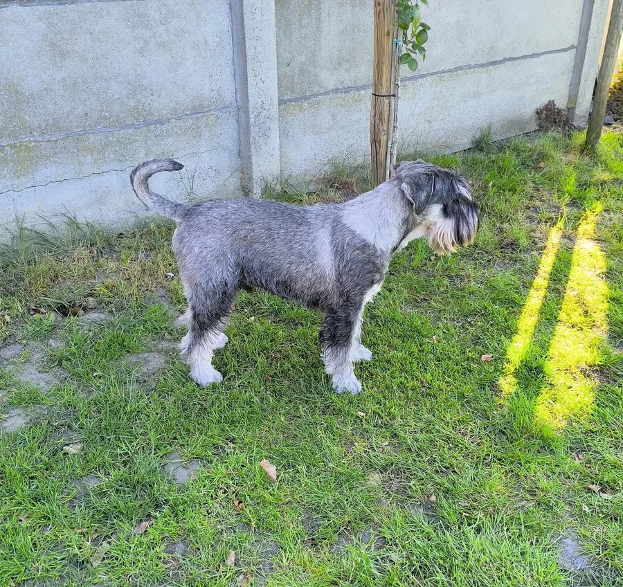 Merlin, middenslagschnauzer, ingezonden door een lezer