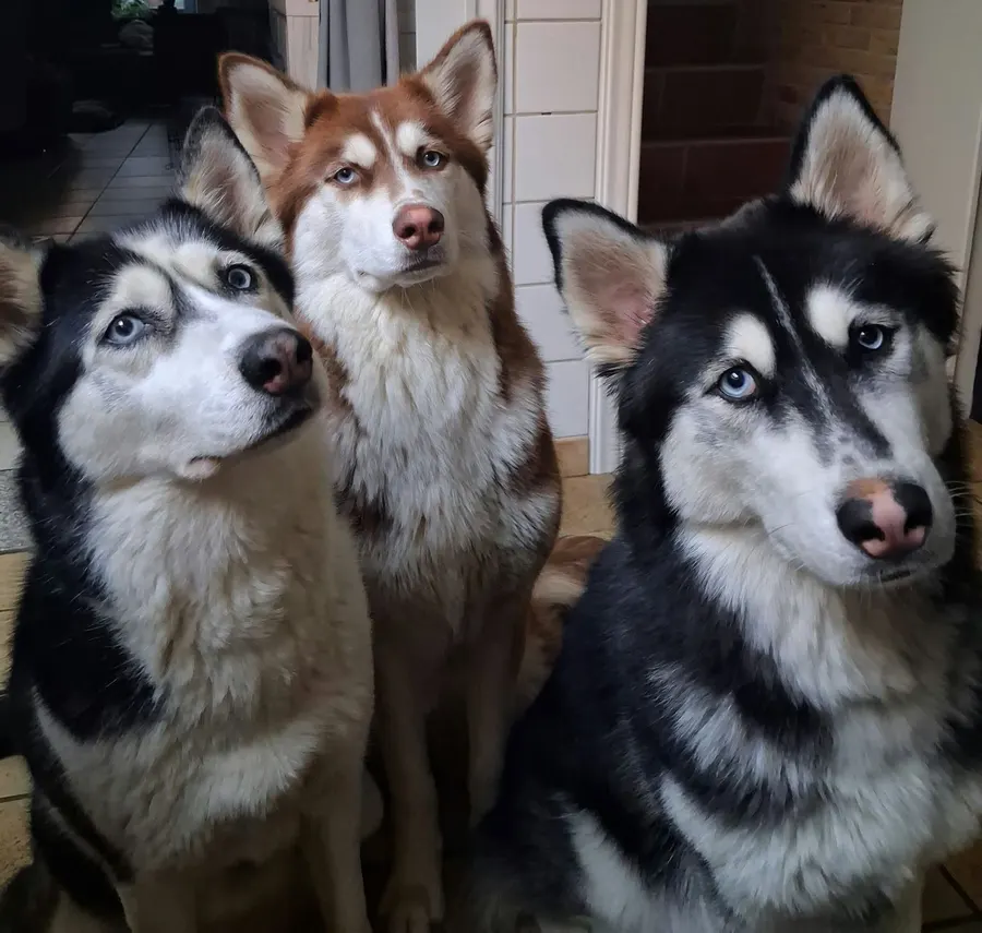 Naya, Ida en Lyca, Siberische husky's, ingezonden door een lezer