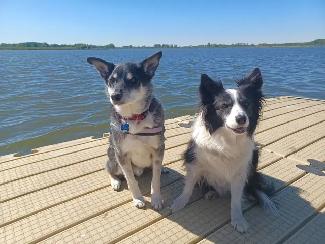 Benji, kruising border collie × shiba
