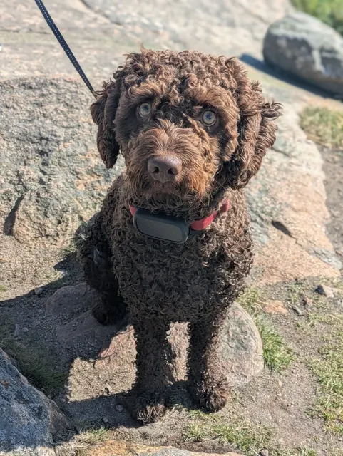 Maurice, perro de agua español
