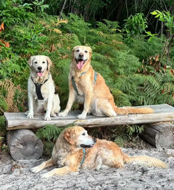 Mila, Millo en Bodhi, golden retrievers