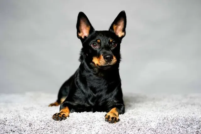 Muffin, Lancashire heeler