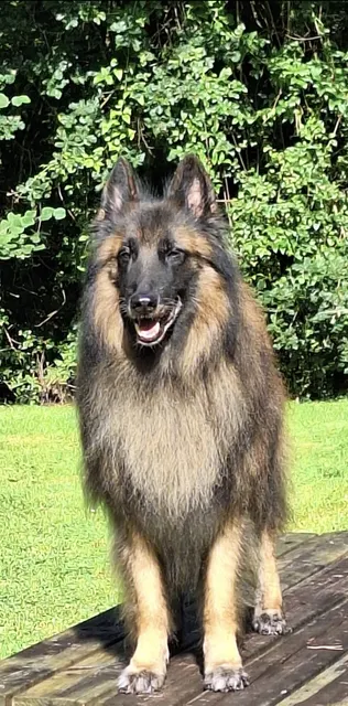 Mystic, Tervuerense herder