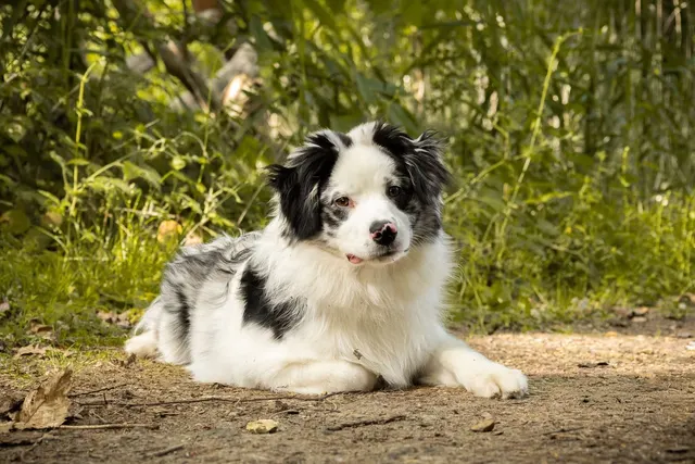 Otis, miniature American shepherd