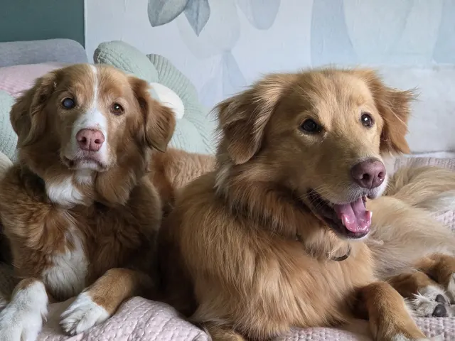 Peppa en Ravi, tollers