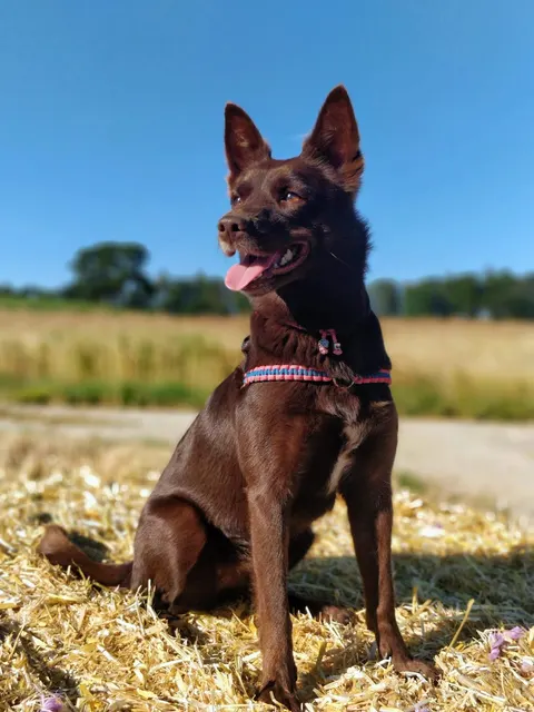 Pepsi, Australische kelpie