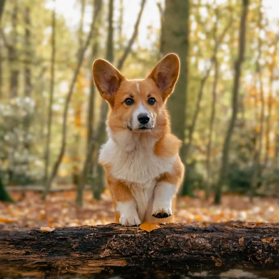 Bruno, corgi, ingezonden door een lezer