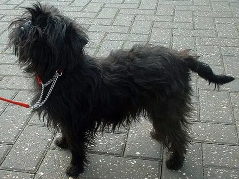 Affenpinscher in zijaanzicht