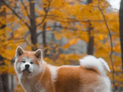Akita Inu staat rustig buiten in natuurlijk daglicht, gekrulde staart en rechtopstaande oren, met een waardige blik
