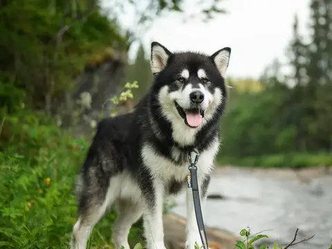 Alaskan Malamute staat buiten in een besneeuwd landschap in helder daglicht, dikke dubbele vacht en opgeheven kop