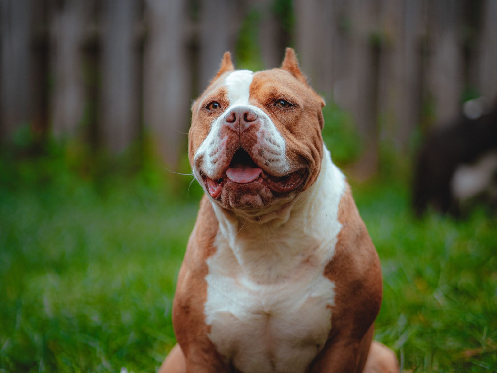 American Bully staat rustig buiten in het gras in natuurlijk daglicht, gespierd lijf en open, vriendelijke blik