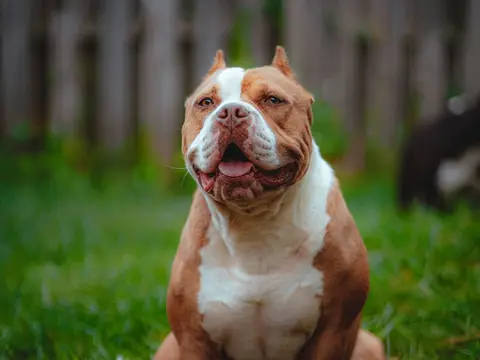 American Bully staat rustig buiten in het gras in natuurlijk daglicht, gespierd lijf en open, vriendelijke blik
