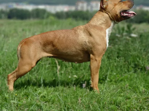 American Staffordshire Terrier staat in zijaanzicht in het gras