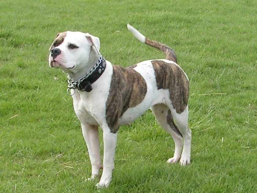 Amerikaanse Bulldog in zijaanzicht