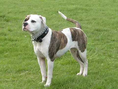 Amerikaanse Bulldog in zijaanzicht