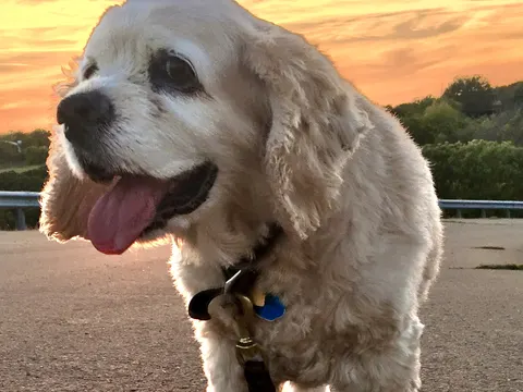 Buffkleurige Amerikaanse Cocker Spaniel zit buiten bij zonsondergang met de tong uit de bek
