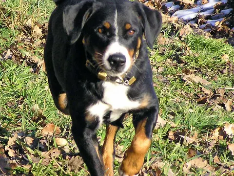 Appenzeller Sennenhond in zijaanzicht