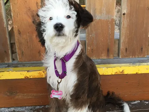 Aussiedoodle in zijaanzicht