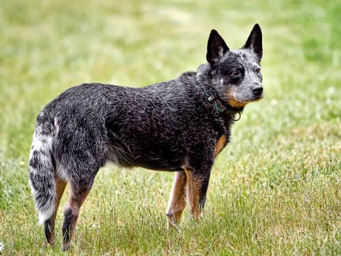 Australian Cattle Dog met blauwgespikkelde vacht staat in het gras en kijkt over zijn schouder