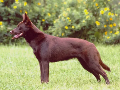 Australian Kelpie in zijaanzicht