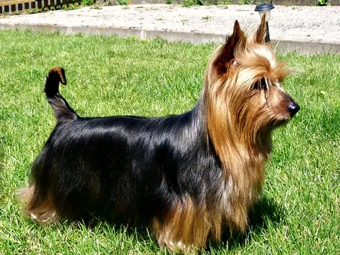 Australian Silky Terrier in zijaanzicht
