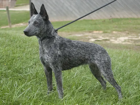 Australian Stumpy Tail Cattle Dog in zijaanzicht