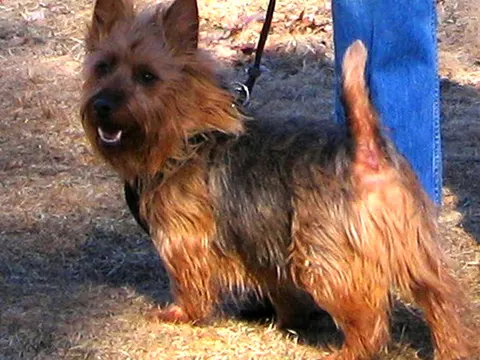 Australian Terrier in zijaanzicht
