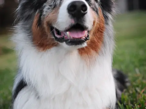 Australische Herder met blue-merle vacht staat alert in een grasveld in natuurlijk daglicht, oren gespitst