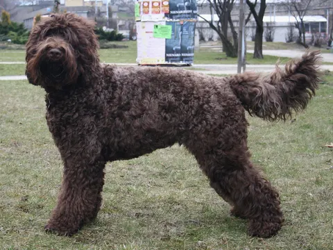 Bruine Barbet met krullende vacht staat in zijaanzicht in een park
