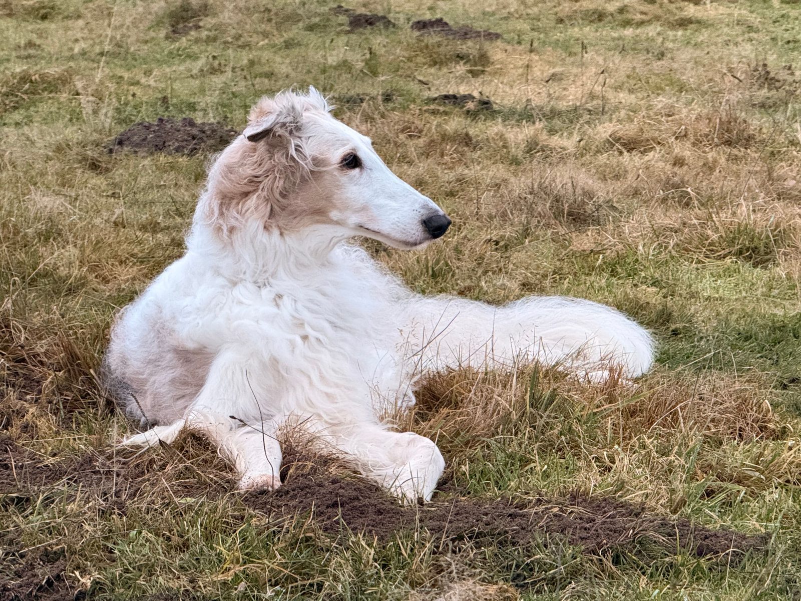 Barzoi staat rustig buiten in een open veld in natuurlijk daglicht, lange zijdevacht en smalle kop opvallend zichtbaar