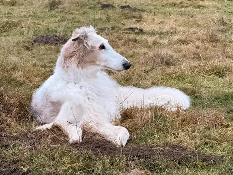 Barzoi staat rustig buiten in een open veld in natuurlijk daglicht, lange zijdevacht en smalle kop opvallend zichtbaar