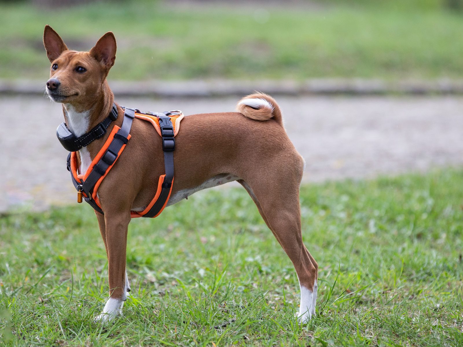 Basenji staat alert buiten in het gras in natuurlijk daglicht, oren gespitst en de kop opgeheven