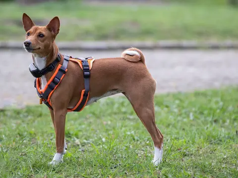 Basenji staat alert buiten in het gras in natuurlijk daglicht, oren gespitst en de kop opgeheven