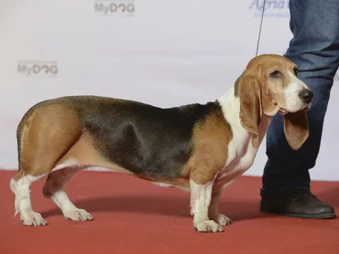 Basset Artésien Normand in zijaanzicht