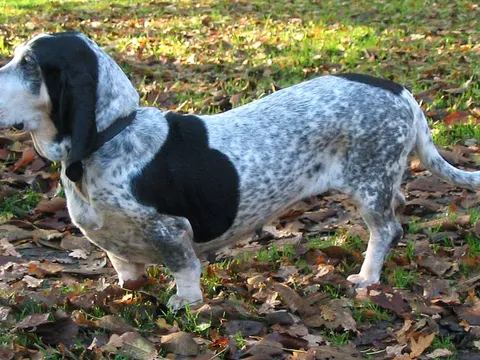 Basset Bleu de Gascogne in zijaanzicht